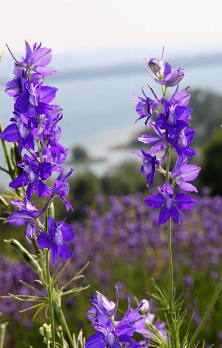 Nature usine ciel prairie
