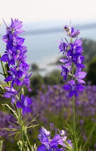 Nature plant sky meadow Photo