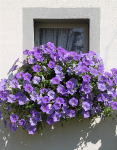 Nature blossom plant flower Photo