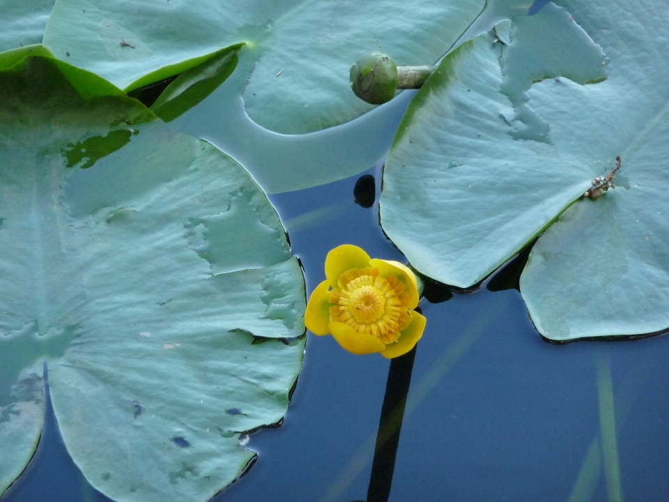 Acqua natura fiore pianta