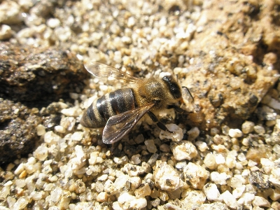 野生動物 虫 土壌 fauna 写真