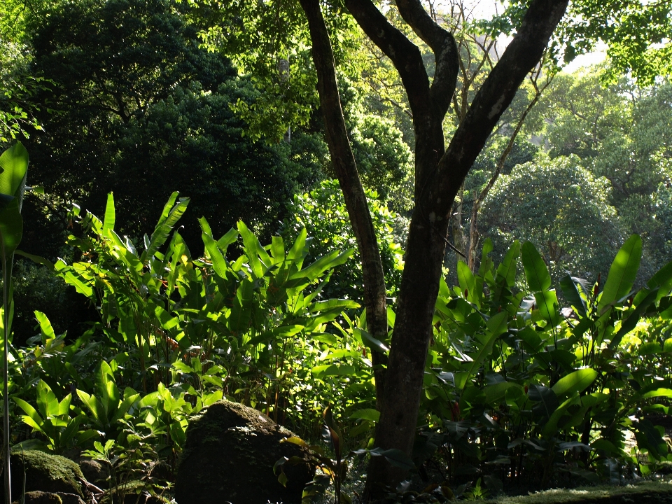 Tree nature forest outdoor