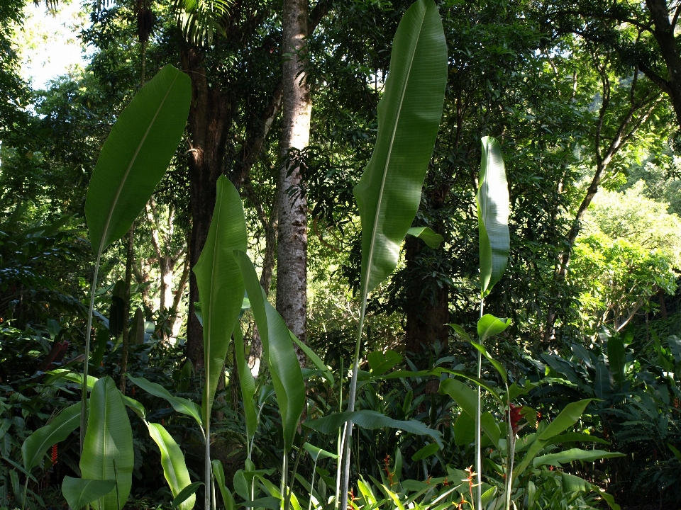 Forêt extérieur bifurquer croissance