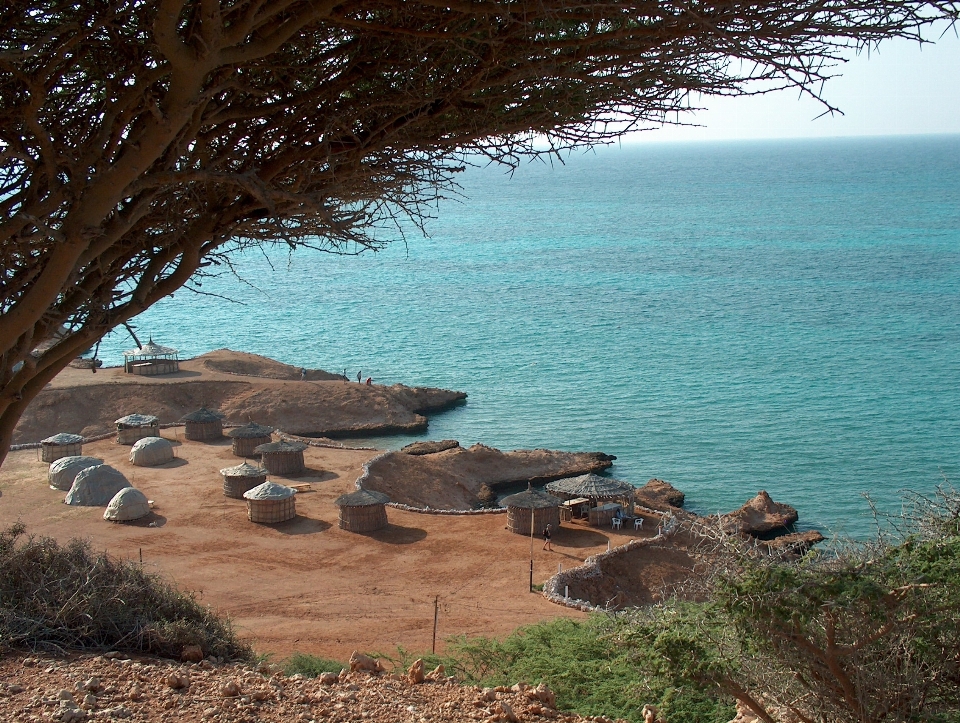 Spiaggia mare costa albero