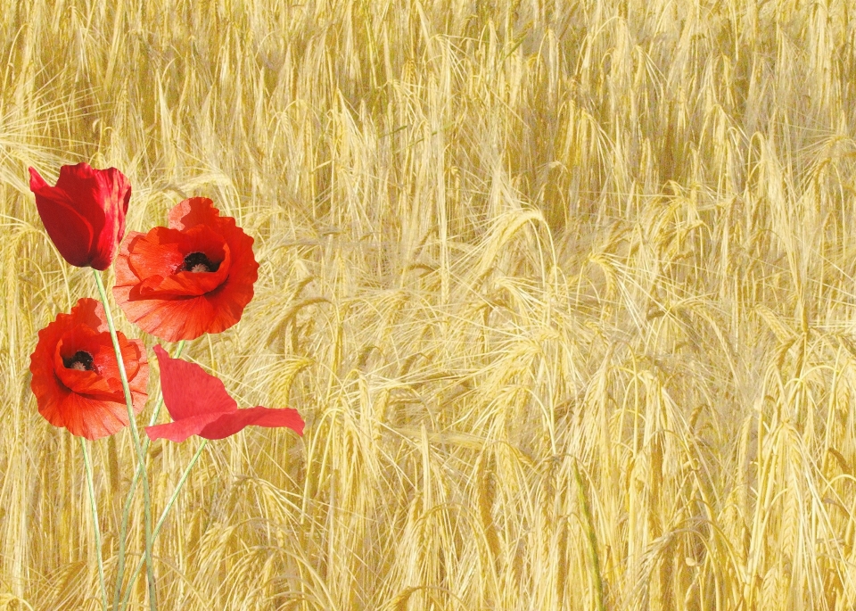 Nature grass plant field