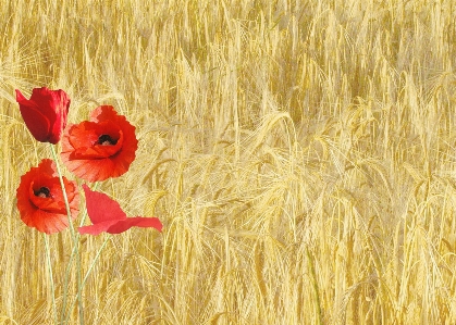 Nature grass plant field Photo