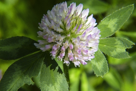 Blossom plant meadow flower Photo