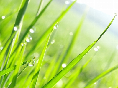 Water nature grass branch Photo