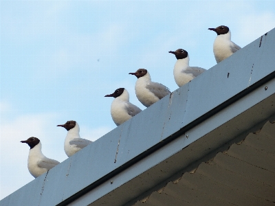 Bird wing seabird gull Photo