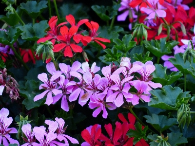 Plant flower purple petal Photo