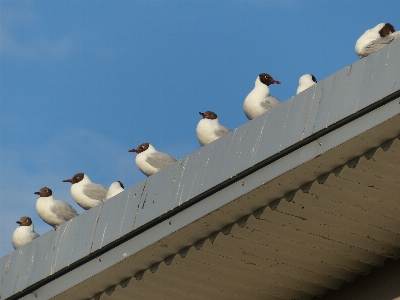 Bird wing white animal Photo