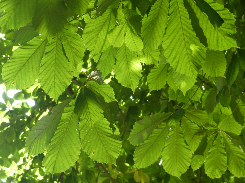 树 分支 植物 叶子