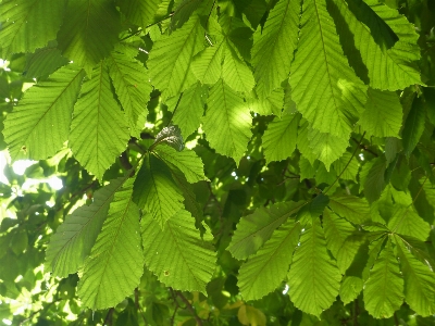 木 ブランチ 植物 葉 写真