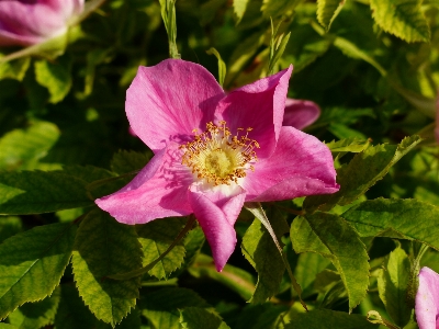 Blossom plant flower petal Photo