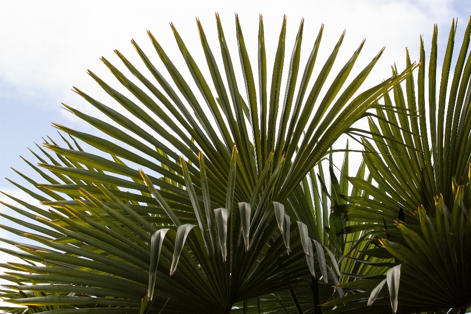 Tree grass branch plant