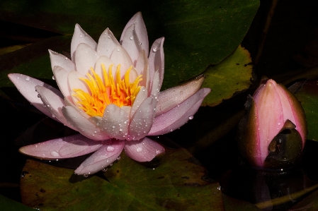 Water blossom plant white Photo