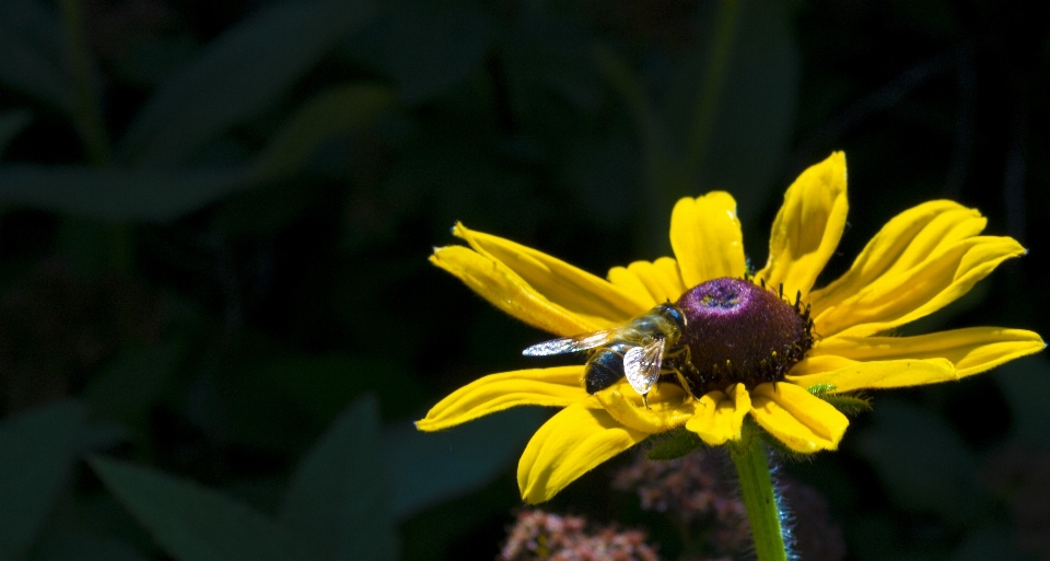 Nature plant photography flower