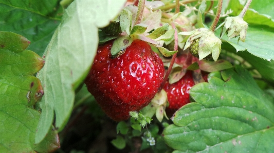 Nature plant farm fruit Photo