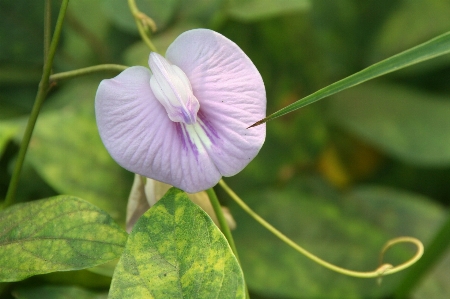 Foto Mekar tanaman daun bunga