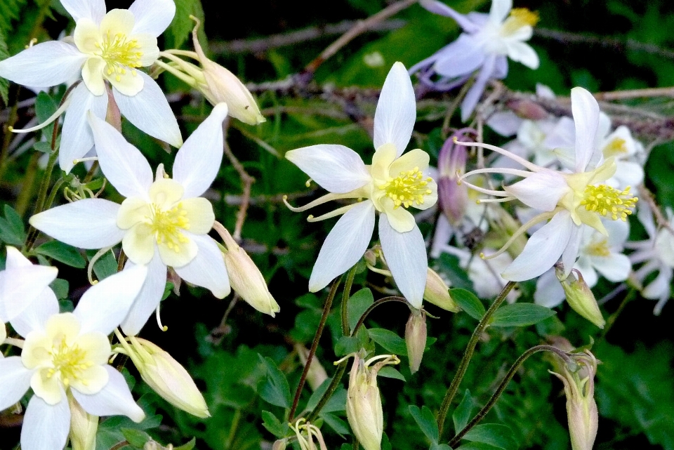 Fleurir usine blanc fleur