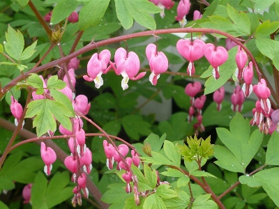 Blossom plant leaf flower Photo