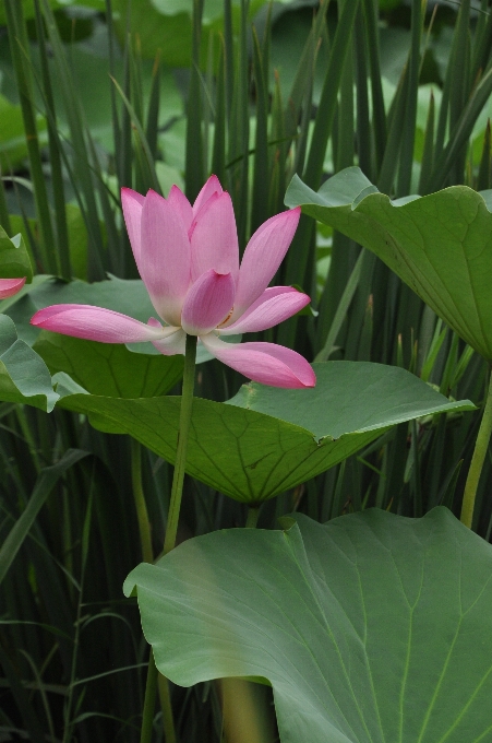 Planta hoja flor pétalo