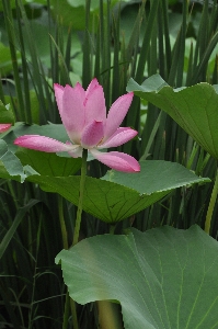 Foto Planta hoja flor pétalo