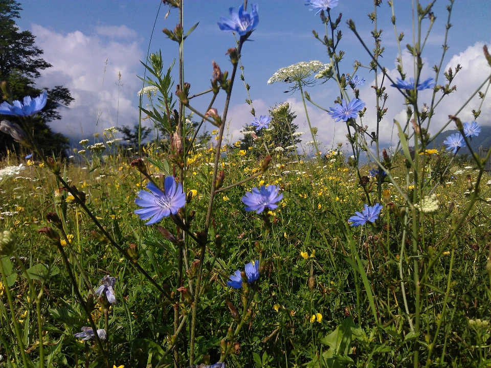 自然 草 花 植物