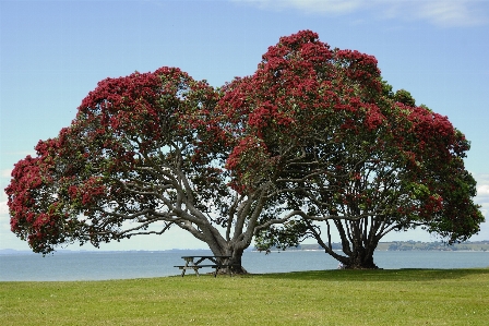 Tree blossom plant leaf Photo