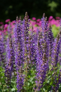 Blossom plant meadow flower Photo