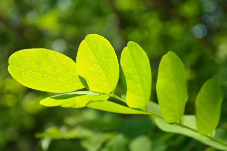 木 自然 草 ブランチ 写真