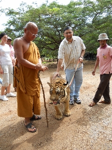 People animal pet monk Photo