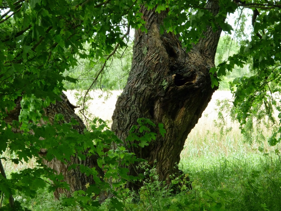 árbol naturaleza bosque planta