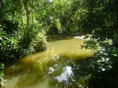 Baum wasser natur wald Foto