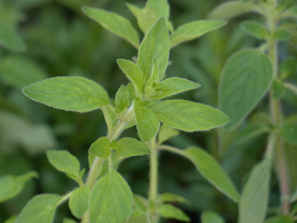 Plantar flor especiaria erva