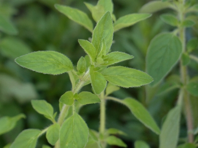 Plant flower spice herb Photo