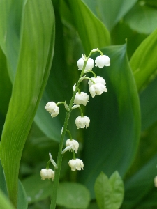 Blossom plant white sweet Photo