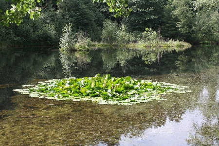 Tree water nature forest Photo