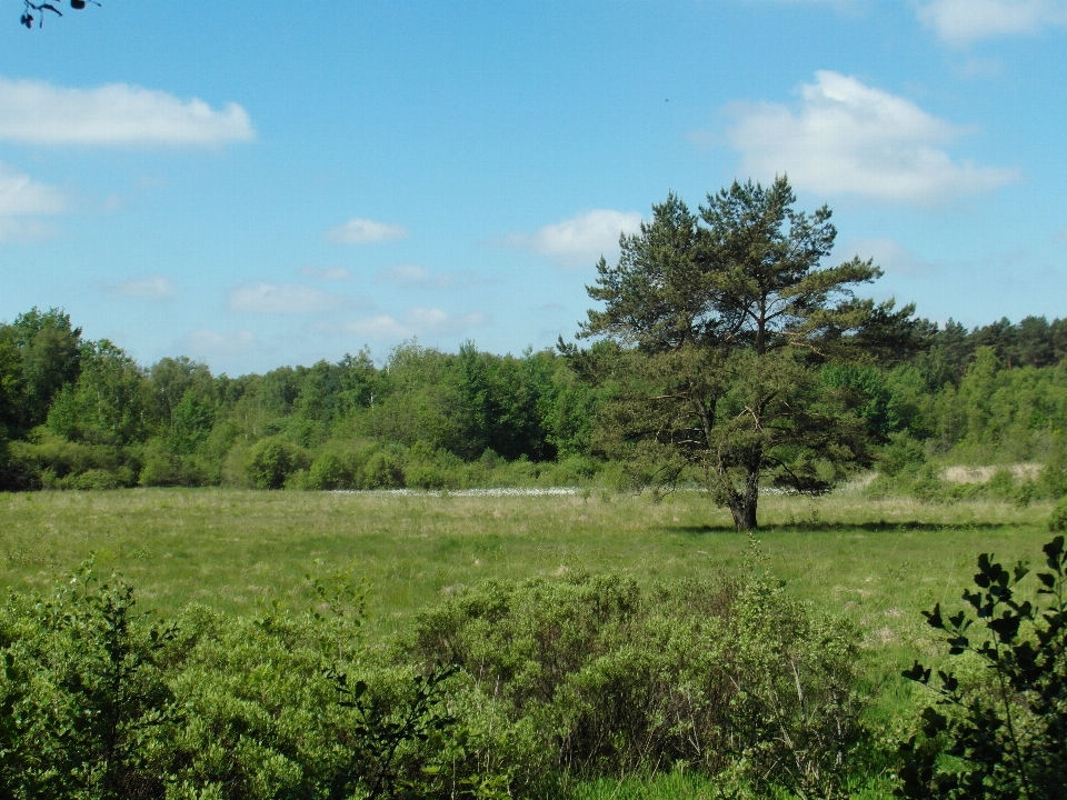 Paisagem árvore natureza floresta