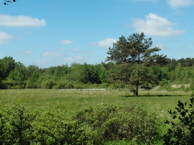 Landscape tree nature forest Photo