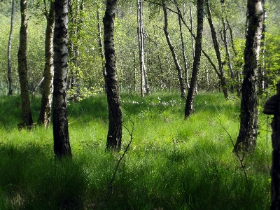 Tree forest grass swamp Photo