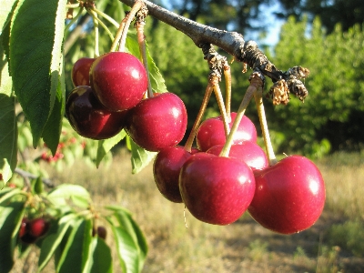 Apple 树 分支 植物 照片