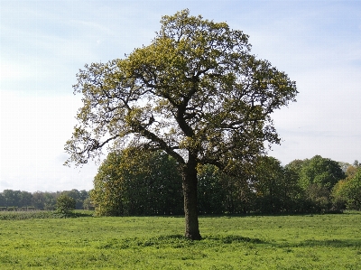 Tree nature forest wilderness Photo