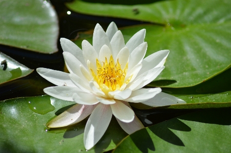 Foto Naturaleza florecer planta blanco