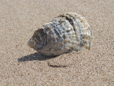 Beach sea sand ocean Photo