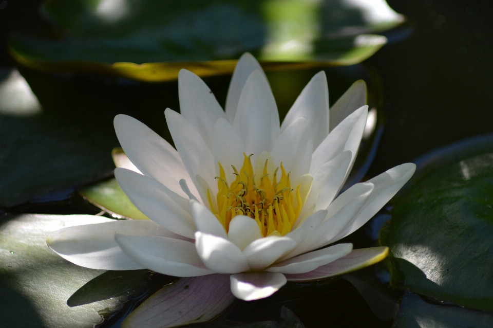 Water blossom plant white