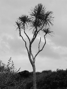 Foto Pesisir pohon alam rumput