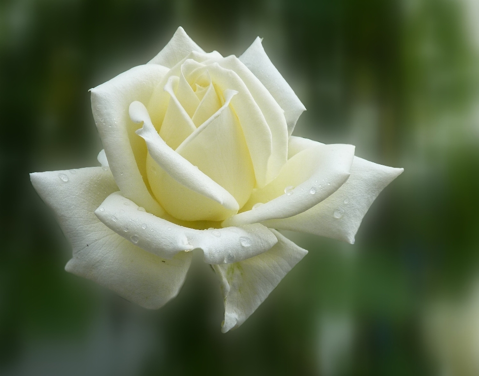 Fiore pianta bianco fotografia