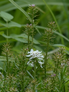 Blossom plant white flower Photo