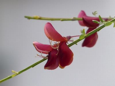 Branch blossom plant leaf Photo